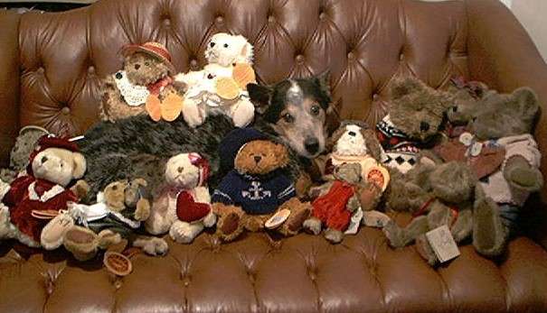 11-05 stuffed animalsa.