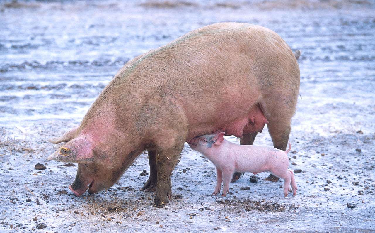 1280px-Sow_with_piglet.