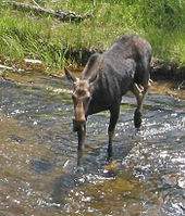 170px-Moose_crossing_river_in_yellowstone.