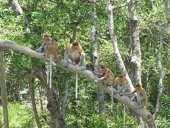 1_1268840469_6-little-monkeys-sitting-in-a-tree.