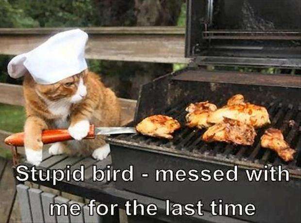 3-cat-cooks-bird-on-bbq-funny-pictures.
