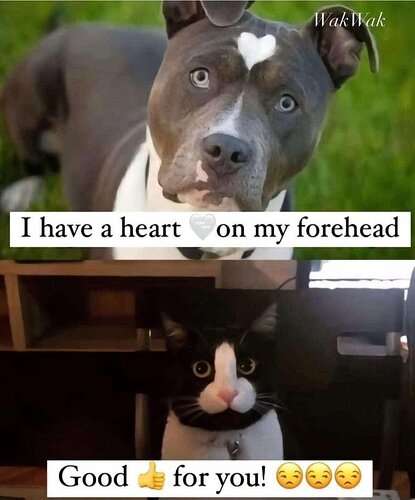 61aee5142bbd9b2e1df9ab996314aab52e35821f_2_415x500.