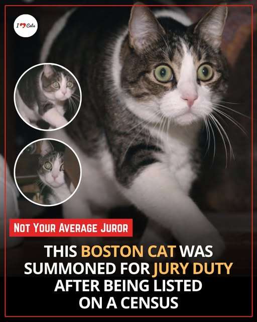 677139938_1528304485324127_7663453112800721023_n.