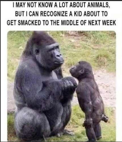 6be8f7a51ba64a7704265fd34646b2333ec6254d_2_430x500.