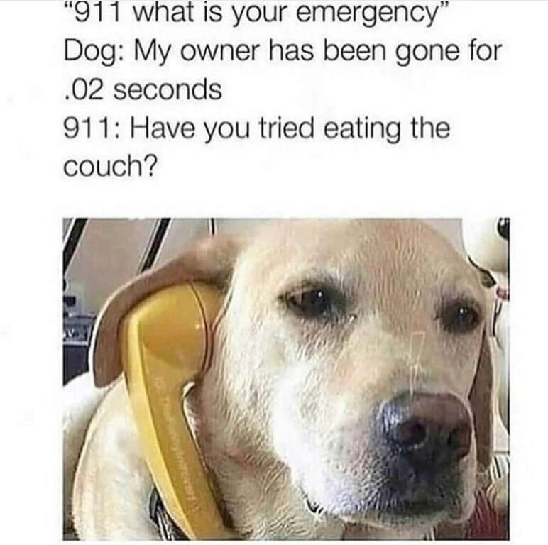 911dog.