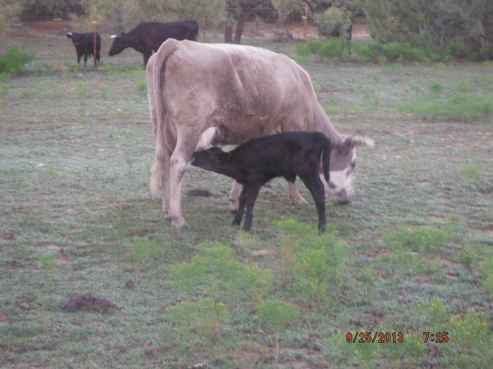 A new face in the pasture..JPG