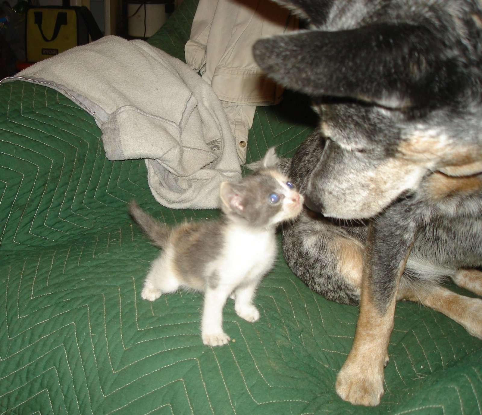 Abbycat01a.