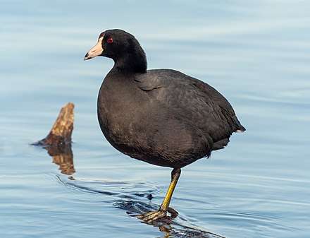 American_coot_in_Prospect_Park_(06152).