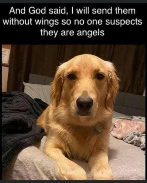 Angels.