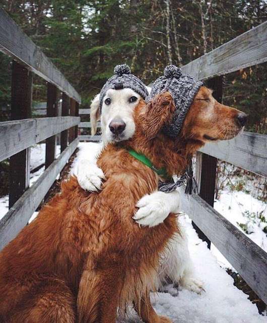 animals4.