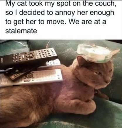Annoy-cat.