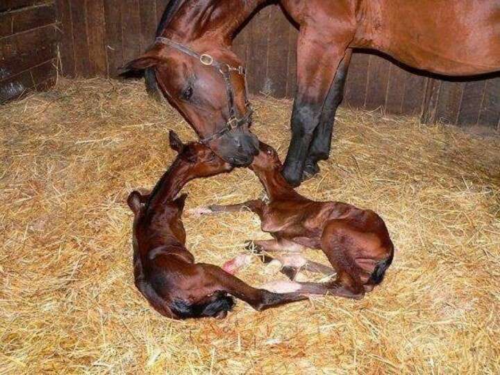 Baby horses.
