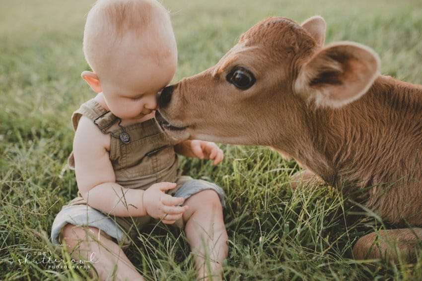 baby-photo-shoot-with-calf5.