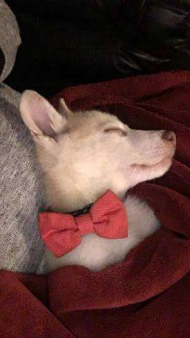 Baby Thor with bowtie.