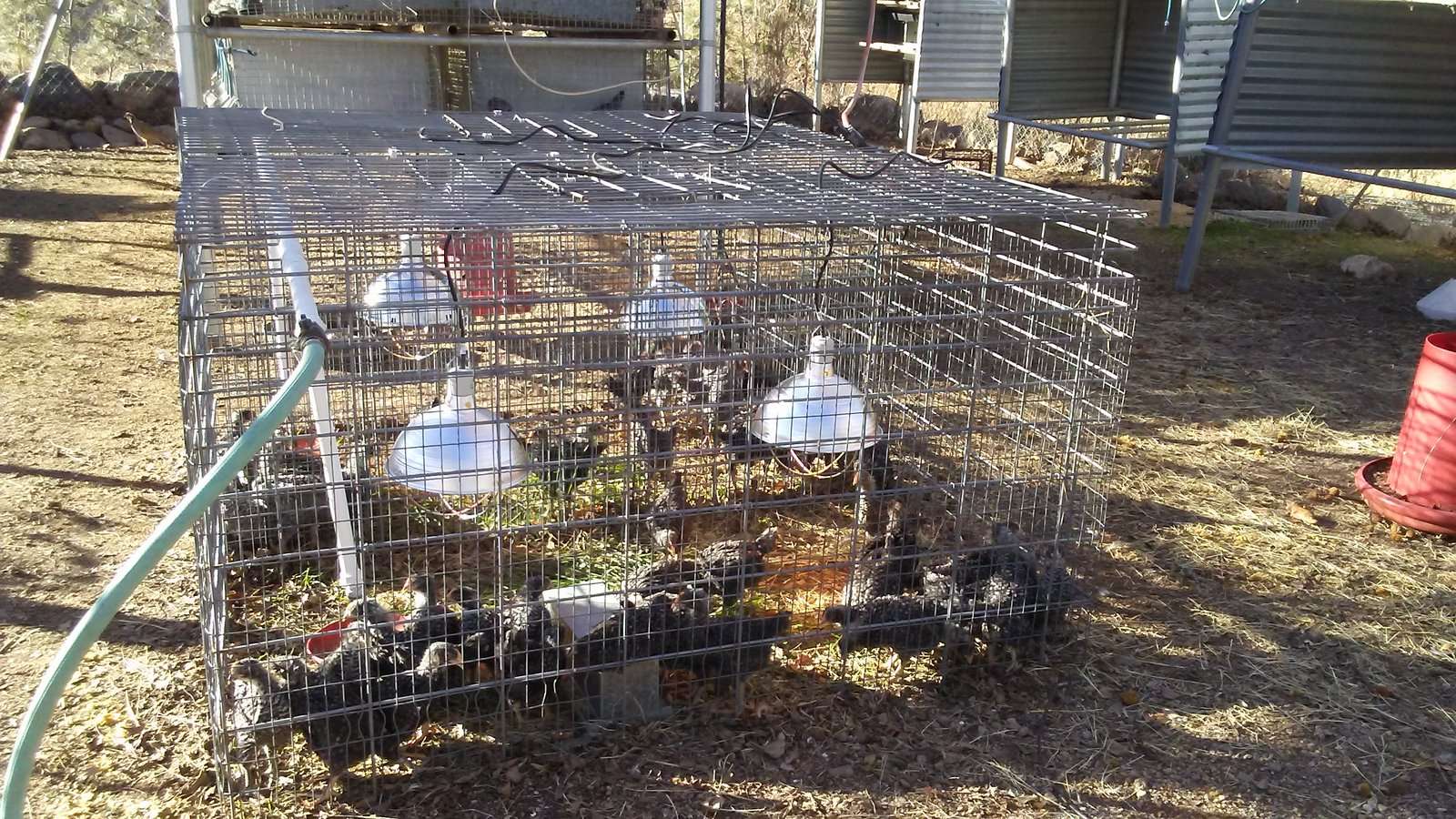 Barred Rock Chicks Week 4+ E Cages.