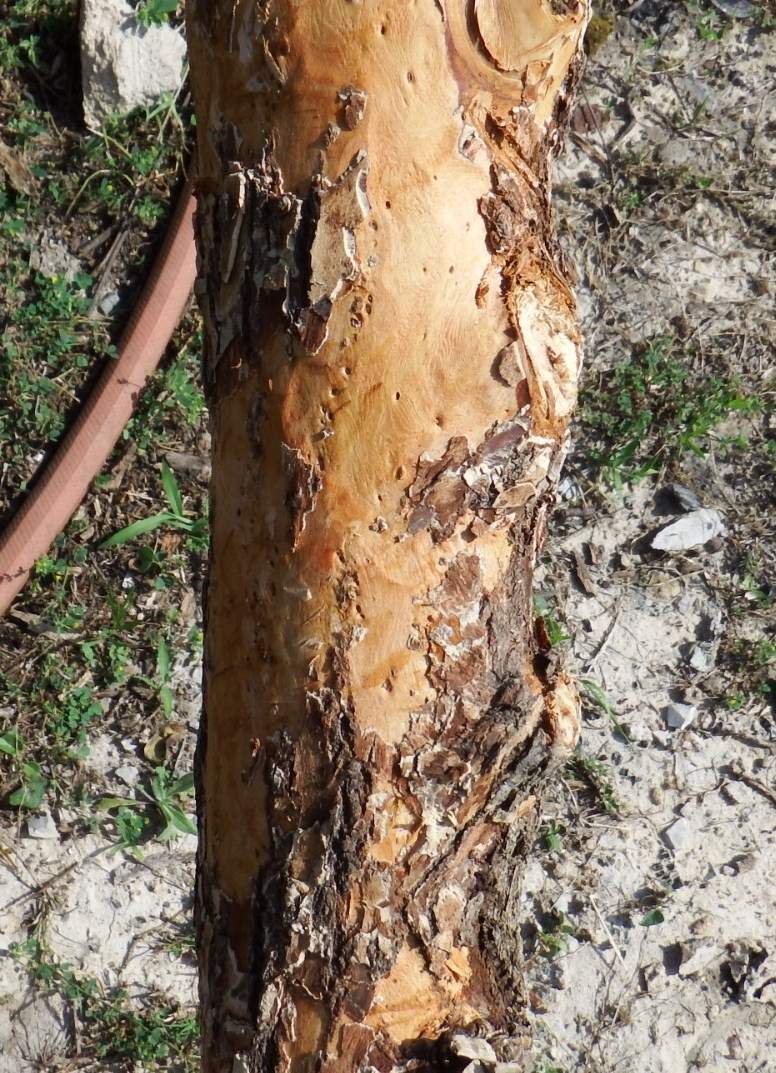Base wood shows pitting uncovered by bark removal.JPG