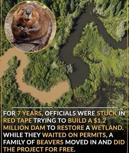 Beavers.