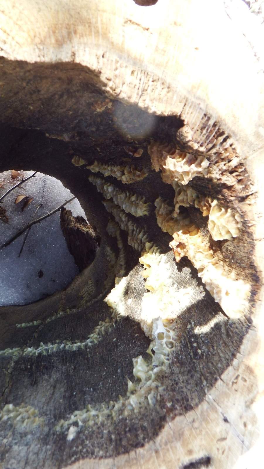 Bee Hive inside a hollow tree.JPG