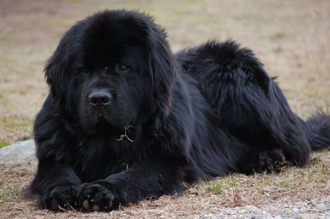 Black-Newfoundland-Dog-Sitting.