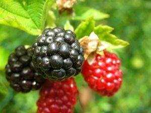 blackberries.