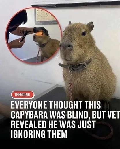 Blind-capybara.