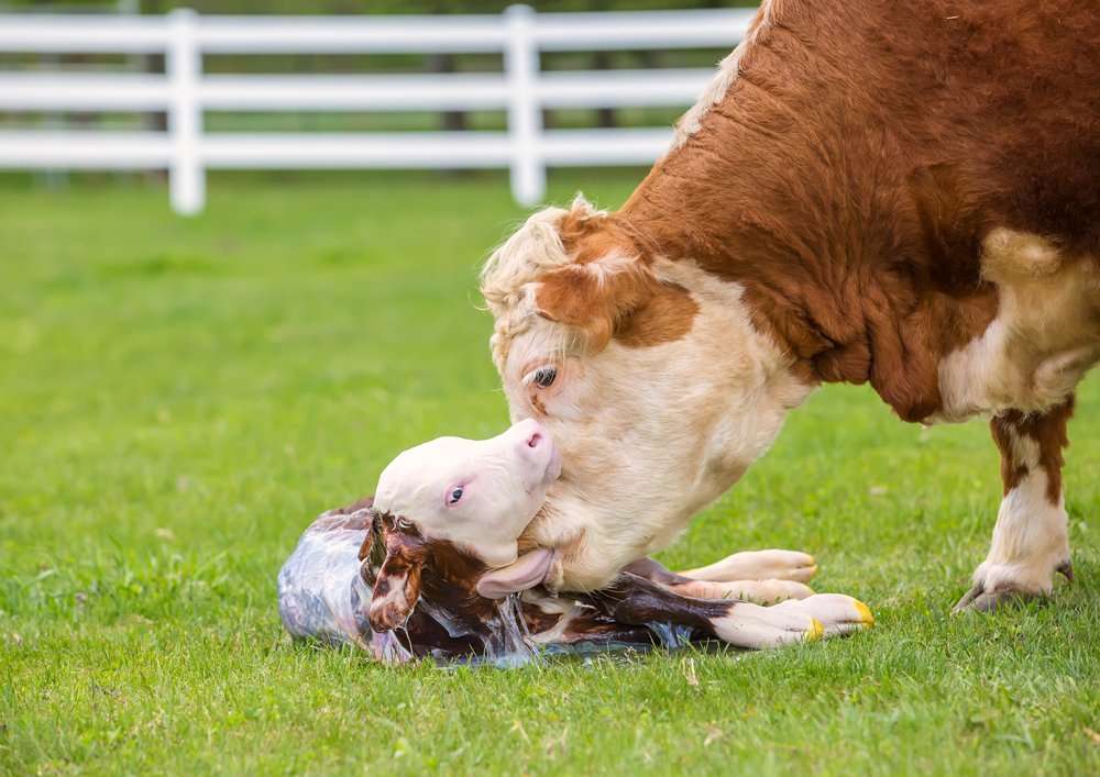 Brown__White_Hereford_Cow_Licking_Newborn_Calf_GettyImages-638723834.