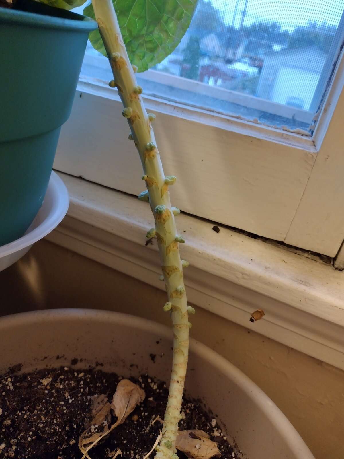 brussels sprouts.