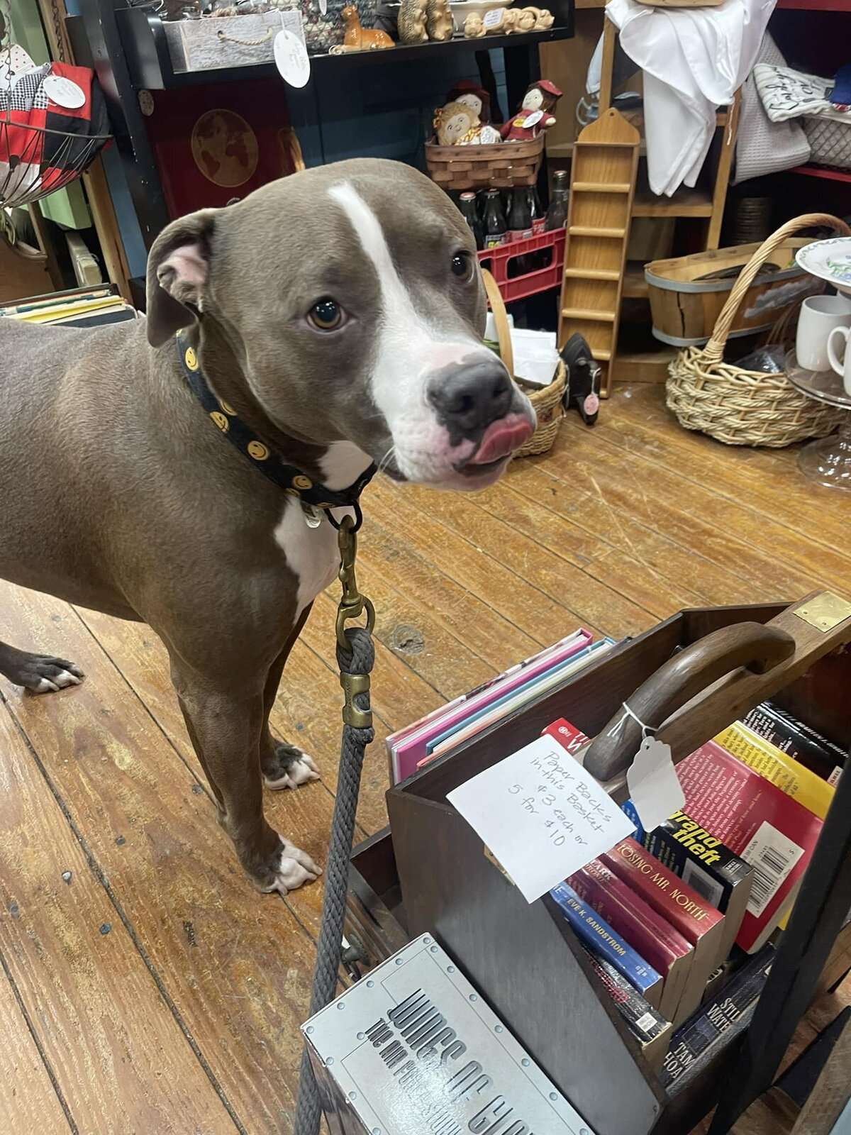 Bull in a china shop.