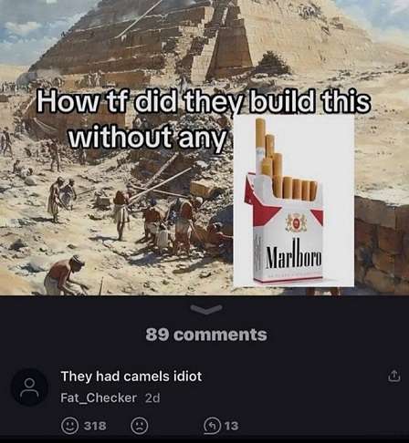 Camels.