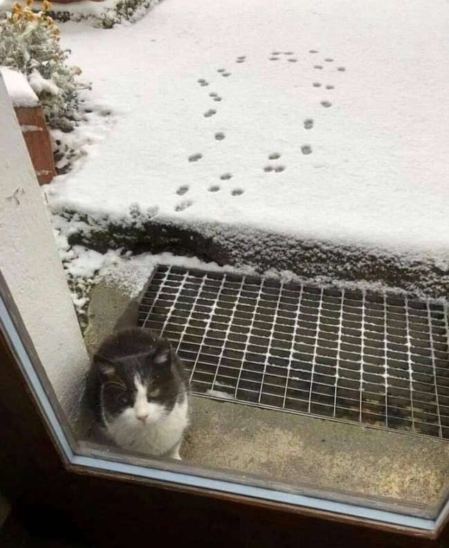cat-22-1.
