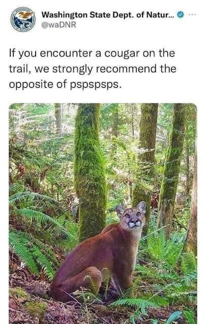 Cat-Cougar-meeting-on-trail.