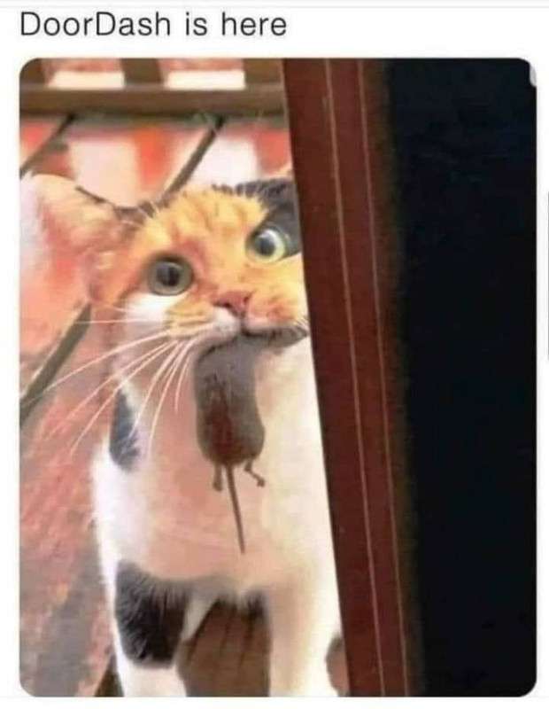 cat-doordash.