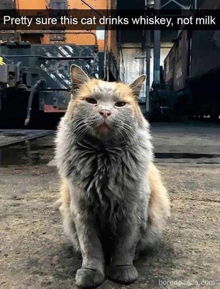 Cat-drinks-whiskey.
