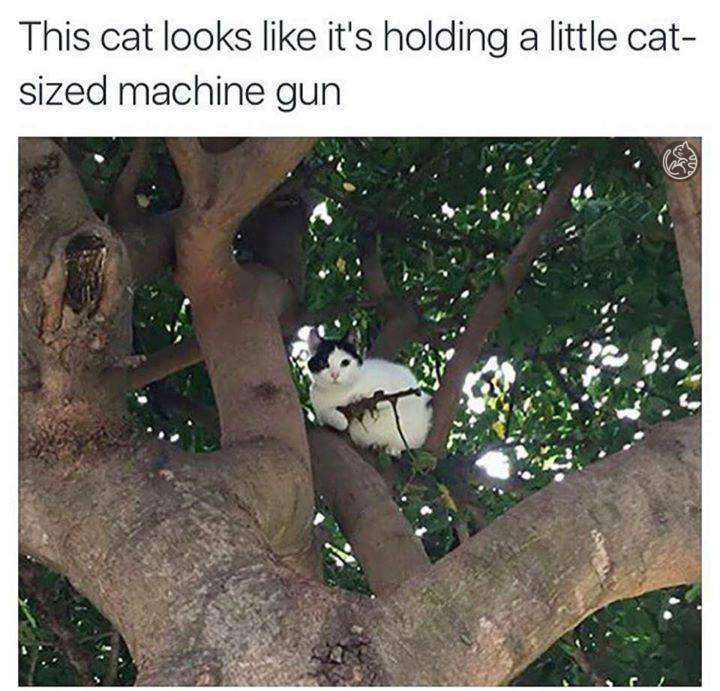 cat.