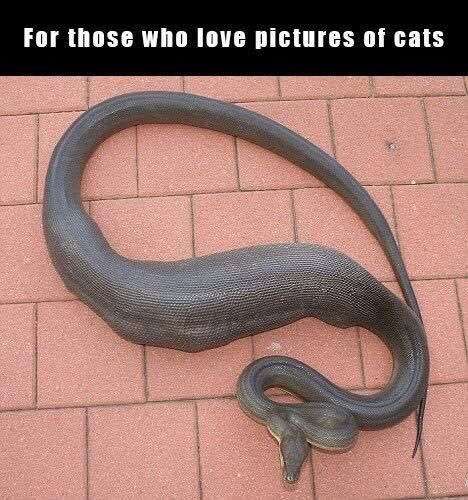 cat lovers.