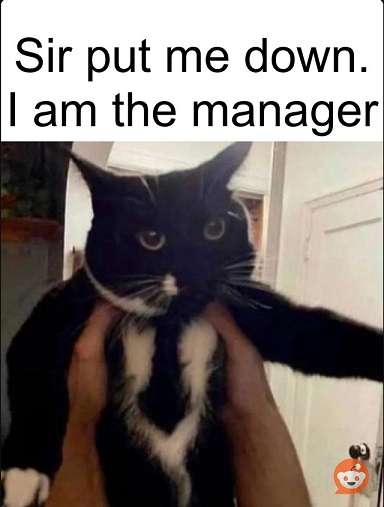 Cat-Manager.