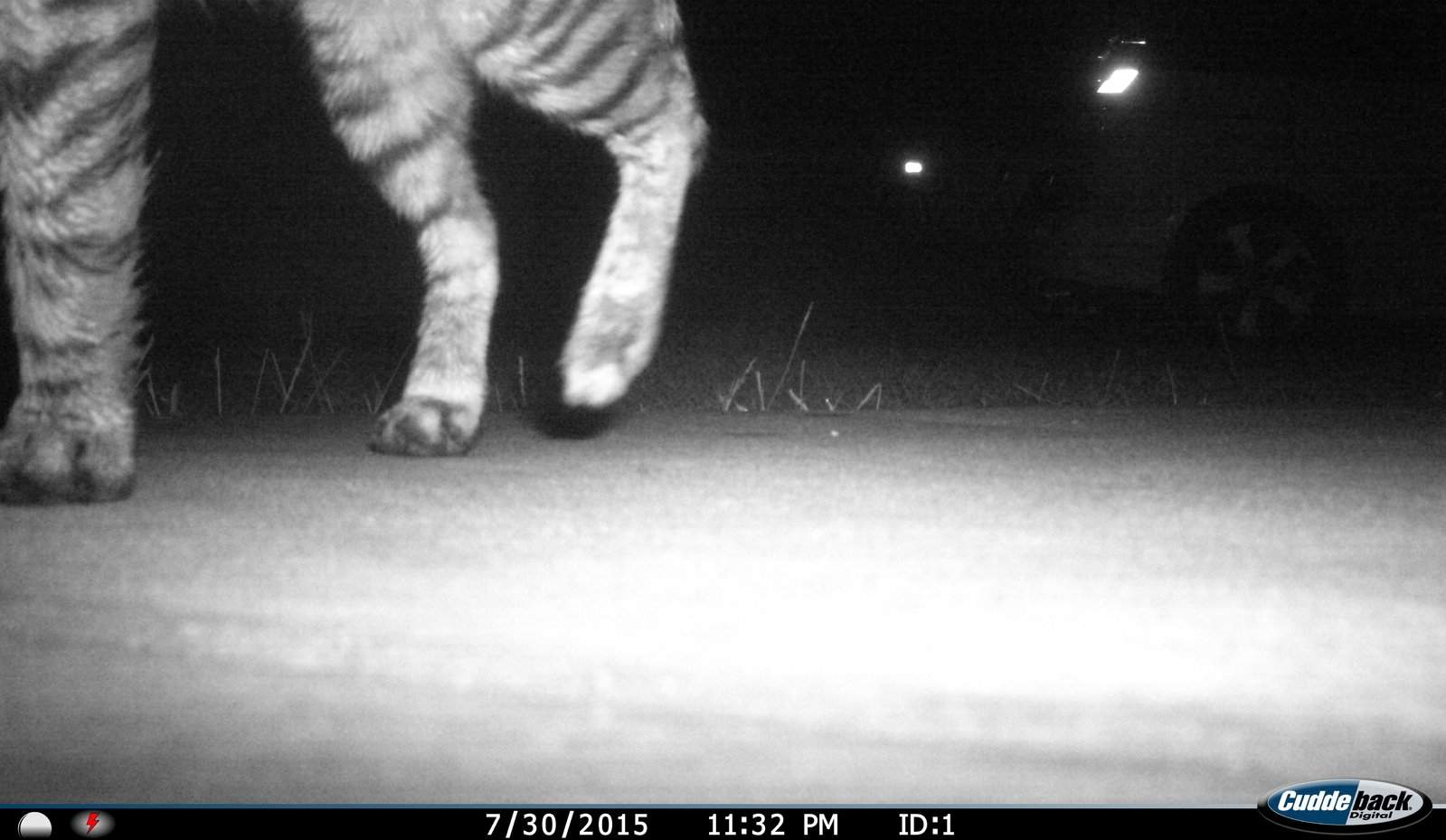 Cat on the front sidewalk.JPG