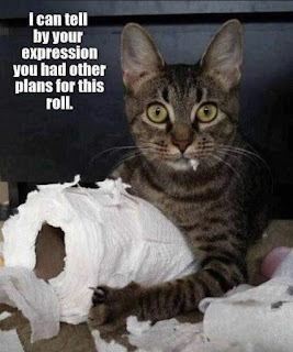 Cat-TP-roll.