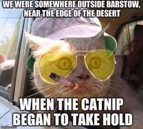 Catnip_And_The_Desert.
