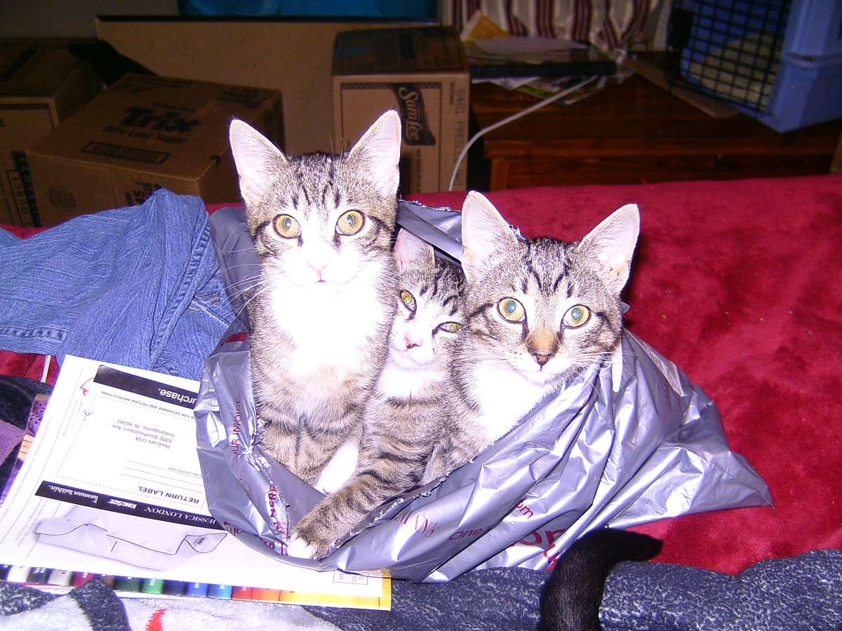 cats in a bag2.