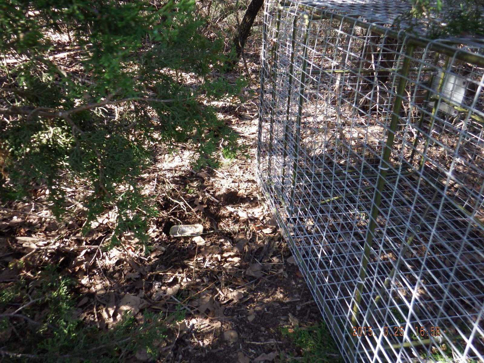 Cattle Predator Trap and Bear Knife at work setting sardine bait in the ground with trap.JPG