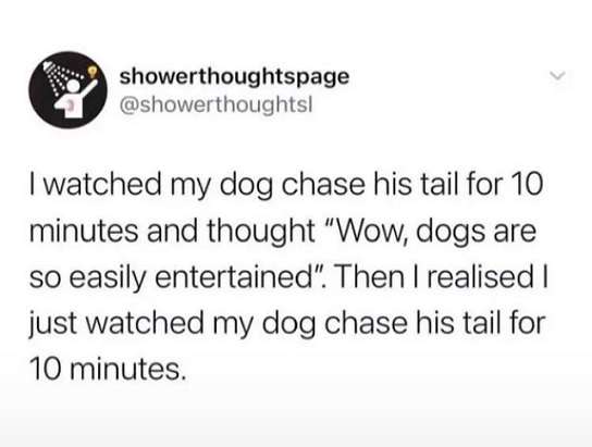 Chasing-tail.