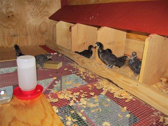 chickens-in-coop-32812652.
