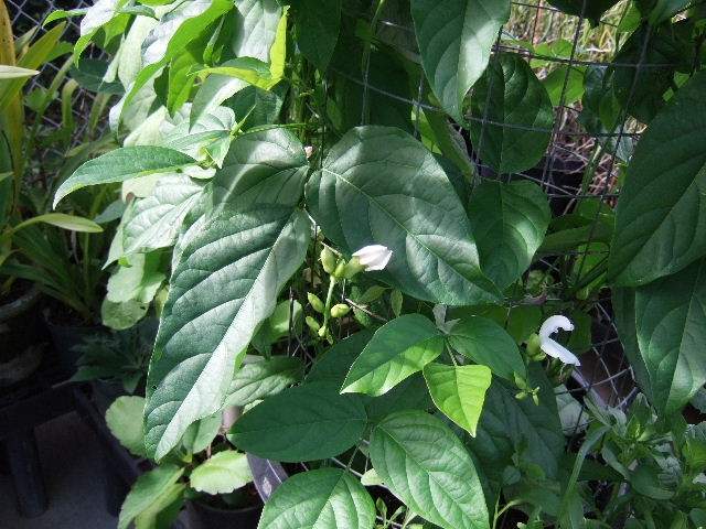 close up bean plant.JPG