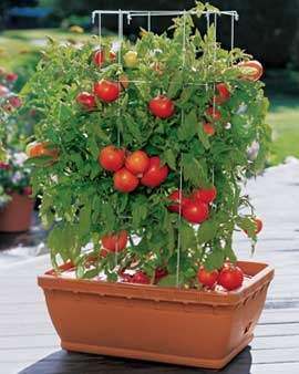 container-tomato.