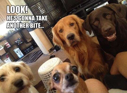 cool-dogs-watching-while-you-eat-1.