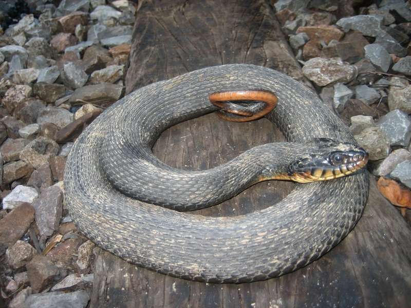 Copper Belly Snake.