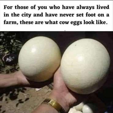 Cow-eggs.