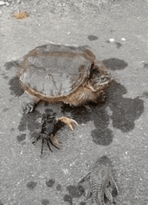 crab-vs-turtle.