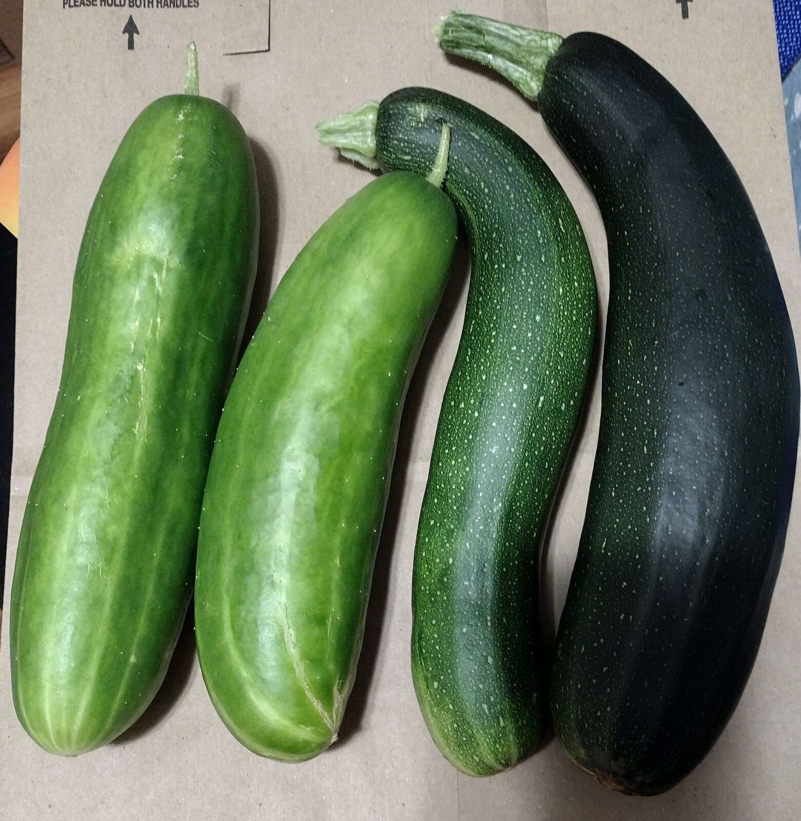 Cukes and zucchini 20230818.